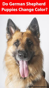 We have quality and healthy german shepherd puppies for sale. Do German Shepherd Puppies Change Color What You Need To Know Anything German Shepherd