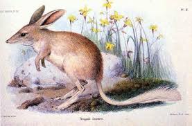 The Lesser Bilby Was A Cute Little Animal And Was A Carnivore As It Ate Smaller Rodents The Last One Was Recorde Extinct Animals Animals Australian Animals