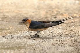 Birds That Make Nests Out Of Mud Red Rumped Swallow Collecting Mud For Nest Animaux