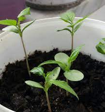 They are now about 18 inches tall, but i think you are saying that they will be. Baby Apple Plant Place The Apple Seeds In A Wet Tissue And Store It In The Refrigerator Make Sure It Remains Wet Until The Spr Plants Apple Seeds Plant Tree