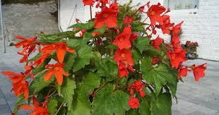 Just one plant will fill a tub planter with an abundance of blooms all summer long! Amo Sin Blogg Skaugumbegonia