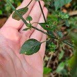 Image result for Dicliptera verticillata