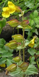 Image result for Mimulus gracilis