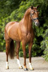 We offer you top sires for your breeding success! Lantanas Van Olst Horses