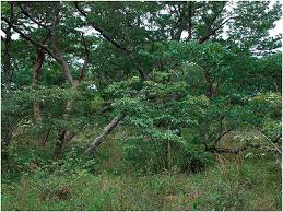 Image result for Pteleopsis anisoptera