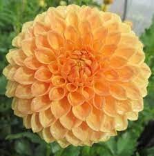 M Size 2 To 4 Blooms Arrowhead Dahlias Bloom Dahlias Garden Flowers