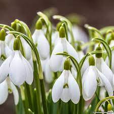 White Snowdrop Bulbs Galanthus Woronowii Snowdrops Bulb Flowers Spring Flowering Bulbs Perennial Bulbs