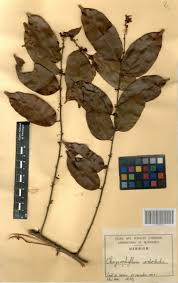 Image result for Chrysophyllum welwitschii