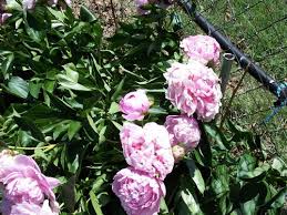 Is it possible to grow daffodils from seeds? Identifying This Flowering Bush
