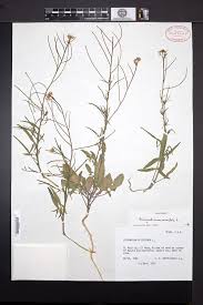 Image result for Sisymbrium orientale