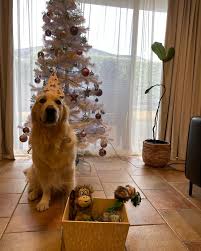 three laps around the sun!! happy birthday to me 🎉 here's a little look  back in to the last three years