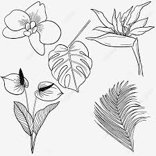 Ciri dari burung cendrawasih jeni ini mirip dengan burung gagak yang memiliki warna hitam pekat diseluruh tubuhnya. Gambar Tanaman Tropis Bunga Daun Lineart Tersebut Anthurium Daun Palem Burung Cendrawasih Phalaenopsis Tanaman Tropis Bunga Tropis Burung Surga Png Transparan Clipart Dan File Psd Untuk Unduh Gratis