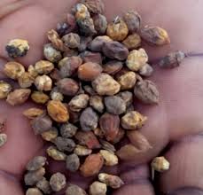 Image result for Cordia sinensis