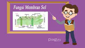 Membran sel dapat menjadi media hubungan antar lingkungan dalam sel dengan lingkungan luar sel Fungsi Membran Sel Berserta Komponen Sifat Karakteristik Letak