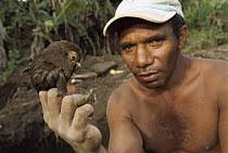 9+ megapodius sp photos and videos available for editorial and commercial  licensing and download