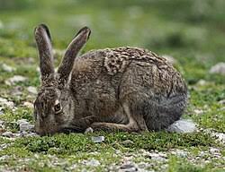 Image result for Leptoderris harmsiana