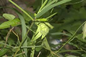 Image result for Dalechampia capensis