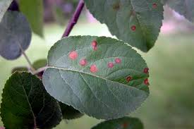 About apple tree bark disease. How To Identify And Treat Common Apple Diseases Gardener S Path