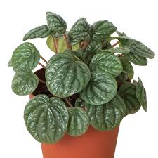 Image result for Peperomia molleri
