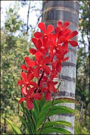 Pin On Orchids