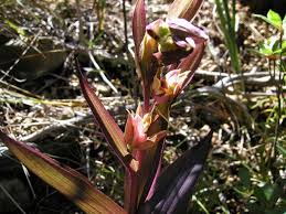 Image result for Epipactis africana