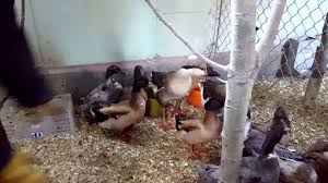 Sometimes a regime of cooling and spraying duck and goose eggs results in better hatchability. How To Incubate Duck Eggs From Day 1 To Hatching Everything You Need To Know Youtube