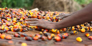 Can palm oil production in Africa be sustainable? | Ensia
