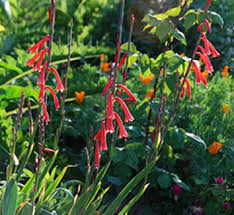 Image result for Watsonia