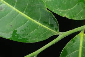 Image result for isolona lebrunii