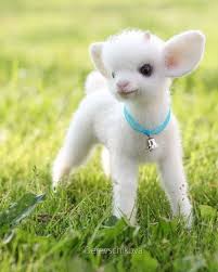 Cute Baby Animals Goruntuler Ile Sevimli Hayvan Yavrulari Vahsi Hayvanlar Hayvan Bebekler