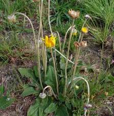 Image result for Haplocarpha