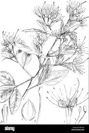 Image result for Maerua nervosa