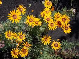 Image result for Ursinia montana