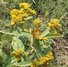 Image result for Flaveria bidentis