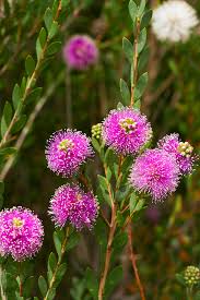 Image result for Melaleuca nesophila