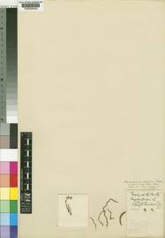 Image result for Tridactyle eggelingii