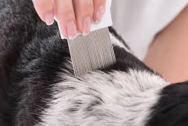 Image result for what do lice look like in dog fur