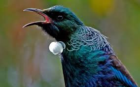 Already on december 30, the first charter of tui will fly to murmansk what you can do in time for 6 days of the tour: Flap Battles Tuneful Rivals Ruffle Tui S Feathers Rnz News