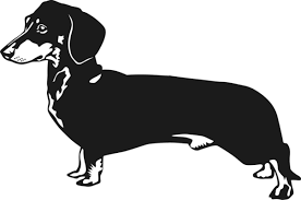Black And White Dachshund Face Clipart Dachshund Black And White Large Dachshund Silhouette Animated Clipart Dachshund