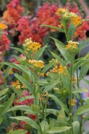 Asclepias Curassavica Silky Gold Asclepias Plants Grasses Landscaping