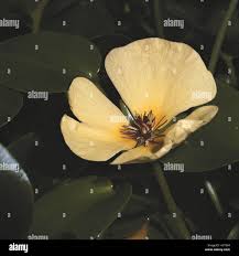 Image result for Limnocharitaceae