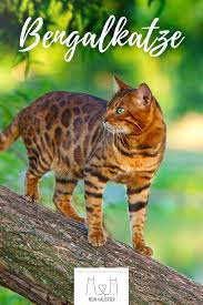 Das Hubsche Fell Mit Leopardenmuster Macht Die Elegante Bengalkatze Zu Einem Echten Hingucker Die Aktiven Katzen Ahneln Bengalkatze Katzen Rassen Katzenrassen