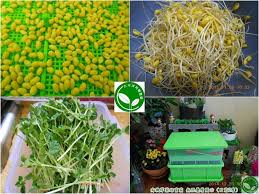 有機芽菜芽菜種子芽菜機芽菜箱水耕盤 積極攝取 發芽的食材 活化長壽基因 遠離阿茲海默症 organic 10 things