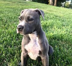 The blue nose of these pups is caused by a recessive gene. Blue Nose Pitbull Puppy Blue Nose Pitbull Pitbulls Pitbull Puppy