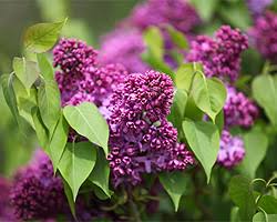 Gewöhnlicher flieder (syringa vulgaris) ist alles andere als gewöhnlich. Flieder Schneiden Tipps Fur Den Ruckschnitt