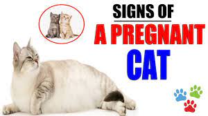 Signs Of A Pregnant Cat About To Give Birth How Do You Know Your Cat Is Pregnant Cat Pregnant Youtube