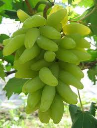 Colors Green Grapes Fruit Plants Beautiful Fruits