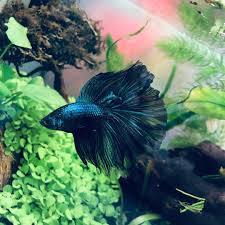 Knowing All Types Of Betta Fish By Tail Pattern And Color With Photo And Description Betta Fish Types Betta Betta Fish