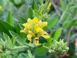 Image result for Pearsonia