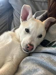 What breed is my 8-10 week old puppy?